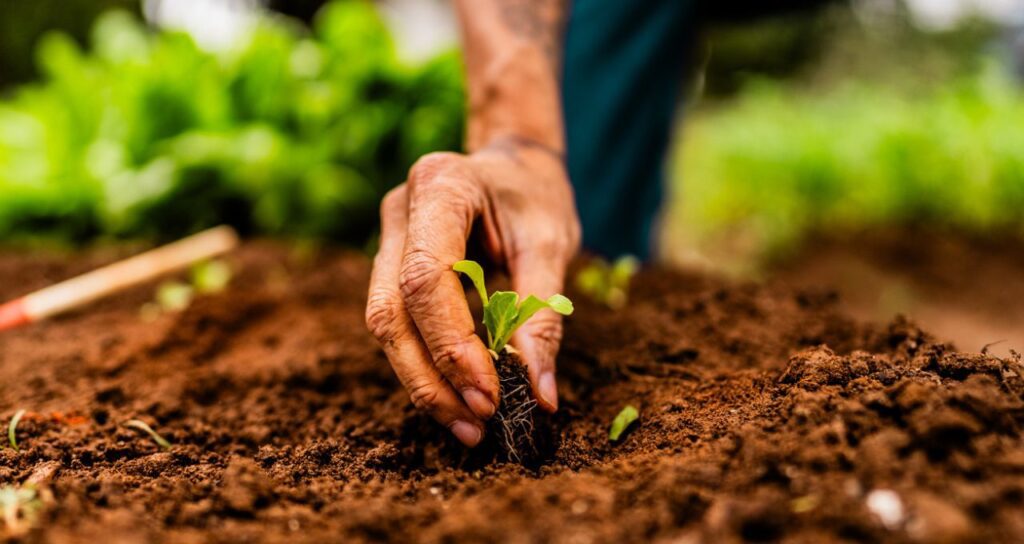 PIB do Agronegócio Cresce 1,8% e Reverte Queda Anual no 4º Trimestre