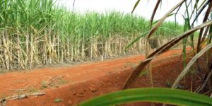 Brasil Prevê Segunda Maior Safra de Cana-de-Açúcar, Conforme Estimativas da Conab