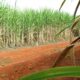 Brasil Prevê Segunda Maior Safra de Cana-de-Açúcar, Conforme Estimativas da Conab
