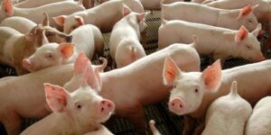 Chile Inicia Importação de Carne Suína do Paraná
