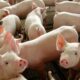 Chile Inicia Importação de Carne Suína do Paraná